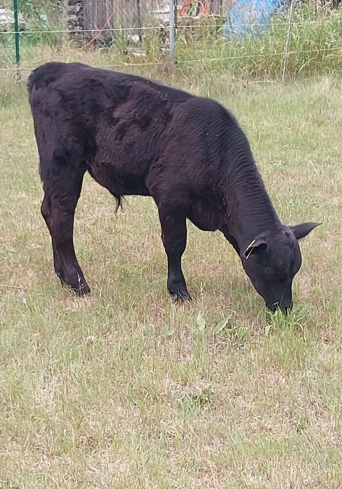 Bullenkaelbchen2 Bullenkaelbchen2