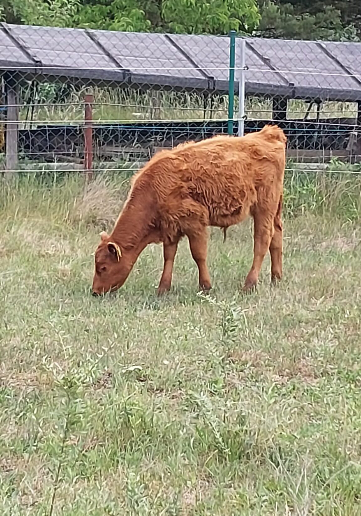 Bullenkaelbchen5 Bullenkaelbchen5