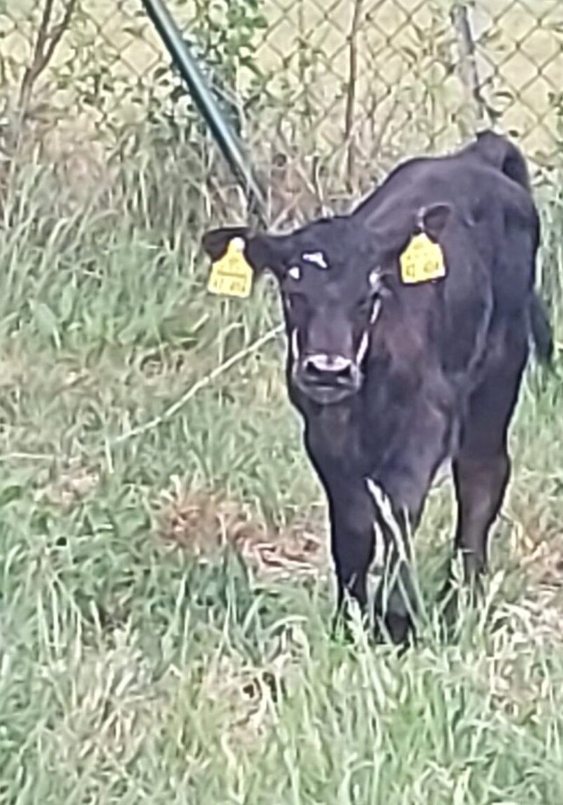 Kaelbchen1 Kaelbchen1